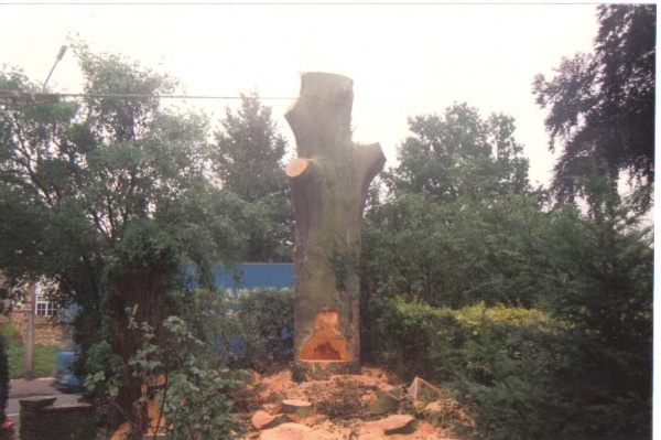 Felling demonstration 