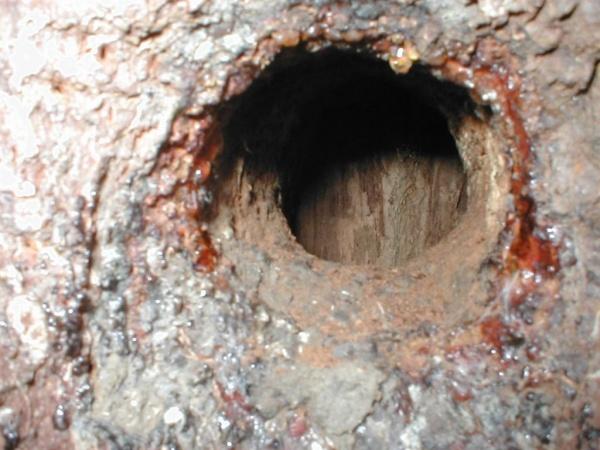 Conservation - Principal Trees -  Professional Arboricultural Services