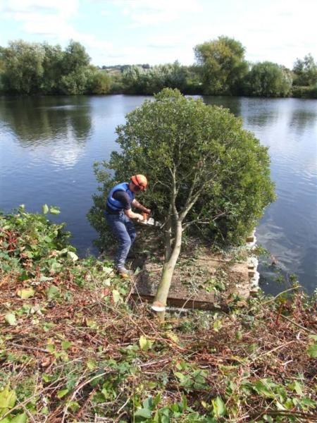 Conservation - Principal Trees -  Professional Arboricultural Services