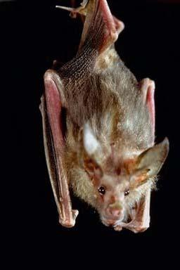 Conservation - Principal Trees -  Professional Arboricultural Services