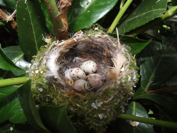 a nest that was found therefore work was postponed 1185882400